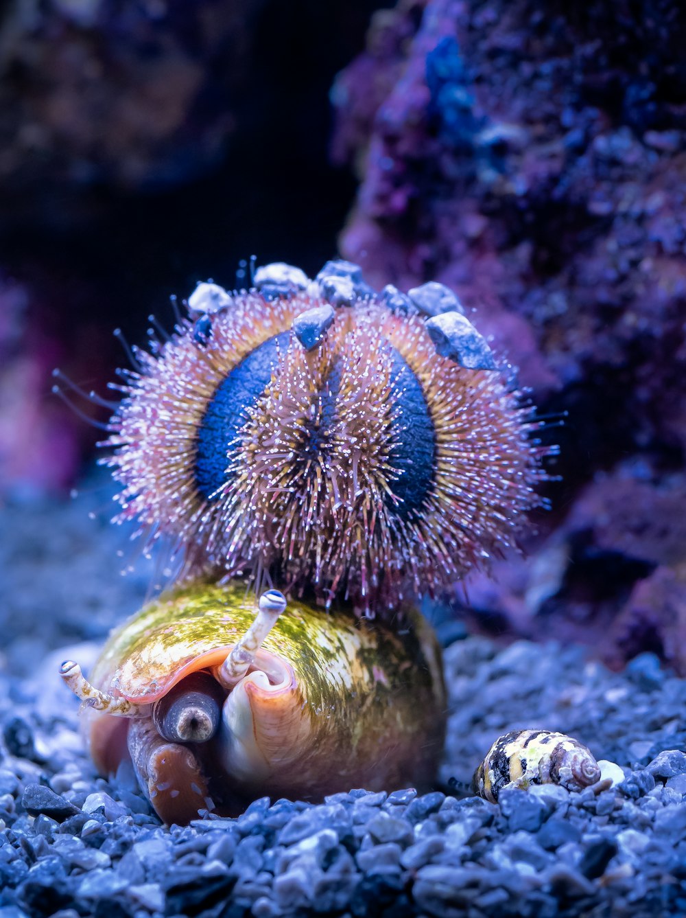 a close up of a snail on a rock