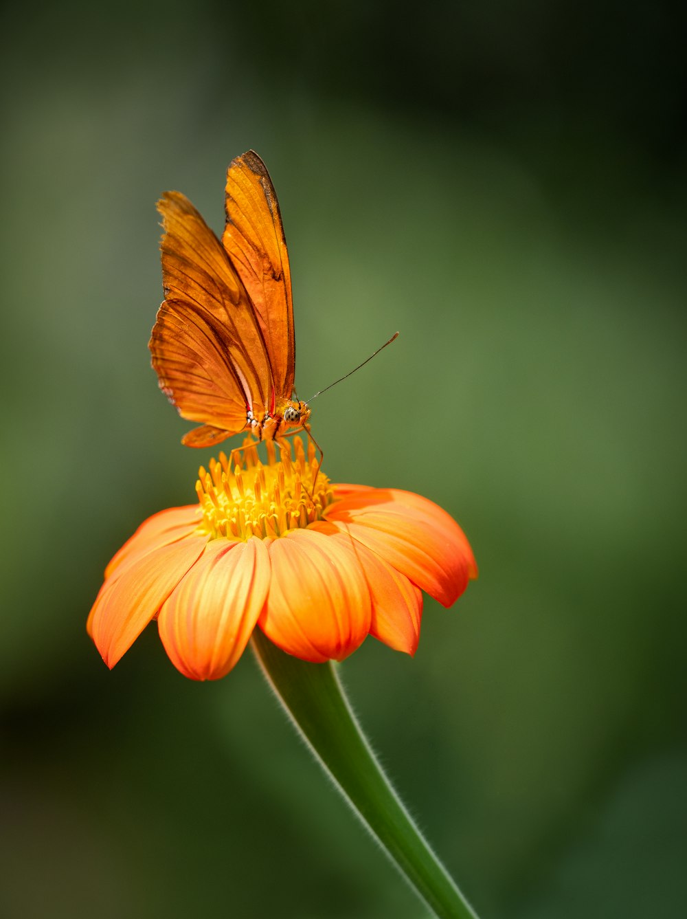 a butterfly sitting on top of an orange flower