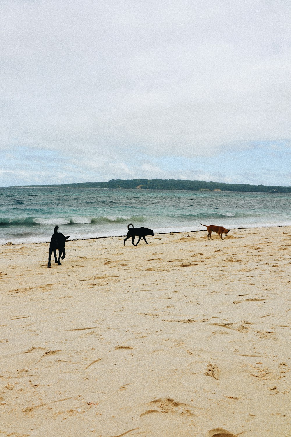 a couple of dogs are running on the beach