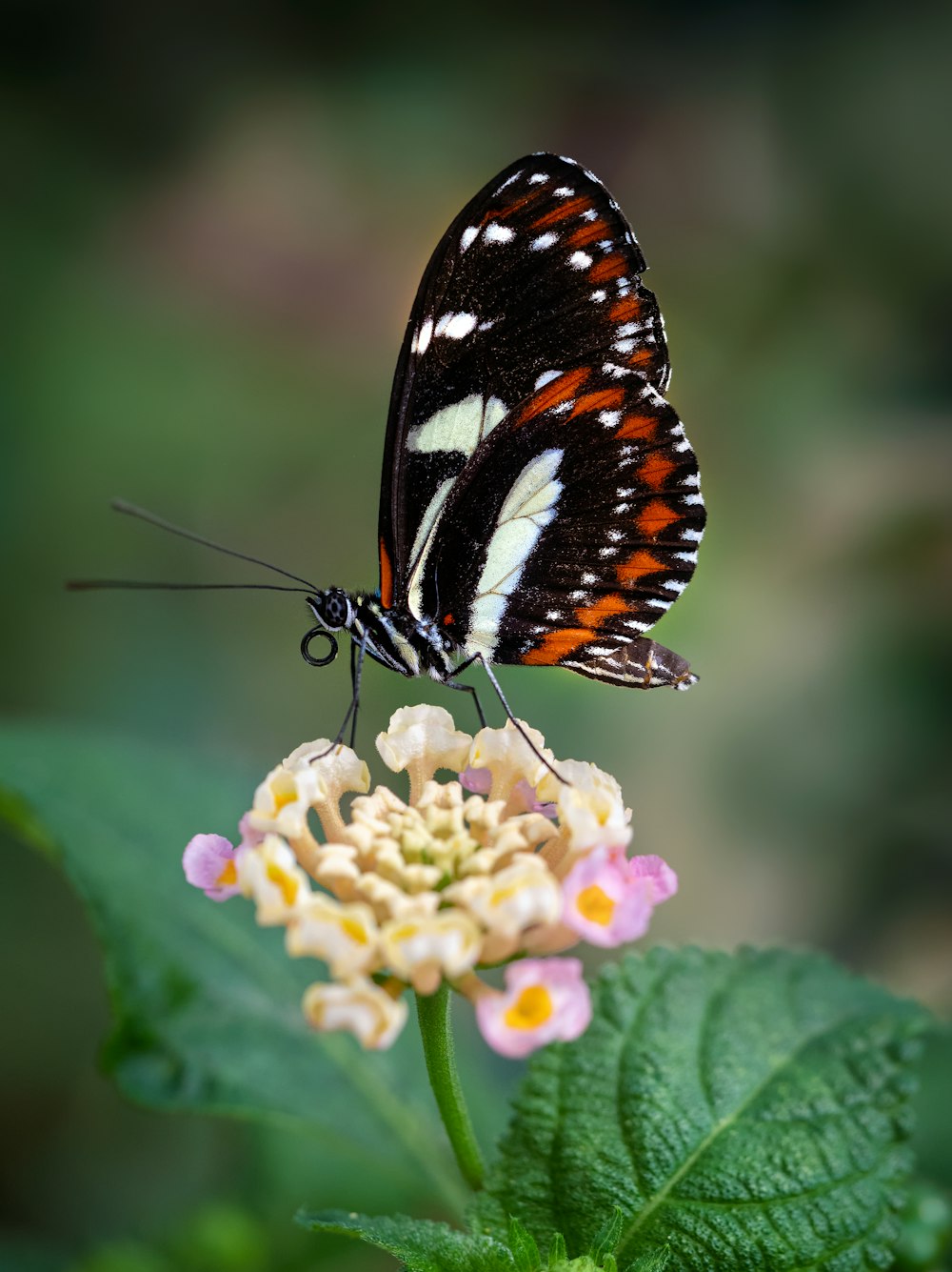 una mariposa sentada encima de una flor