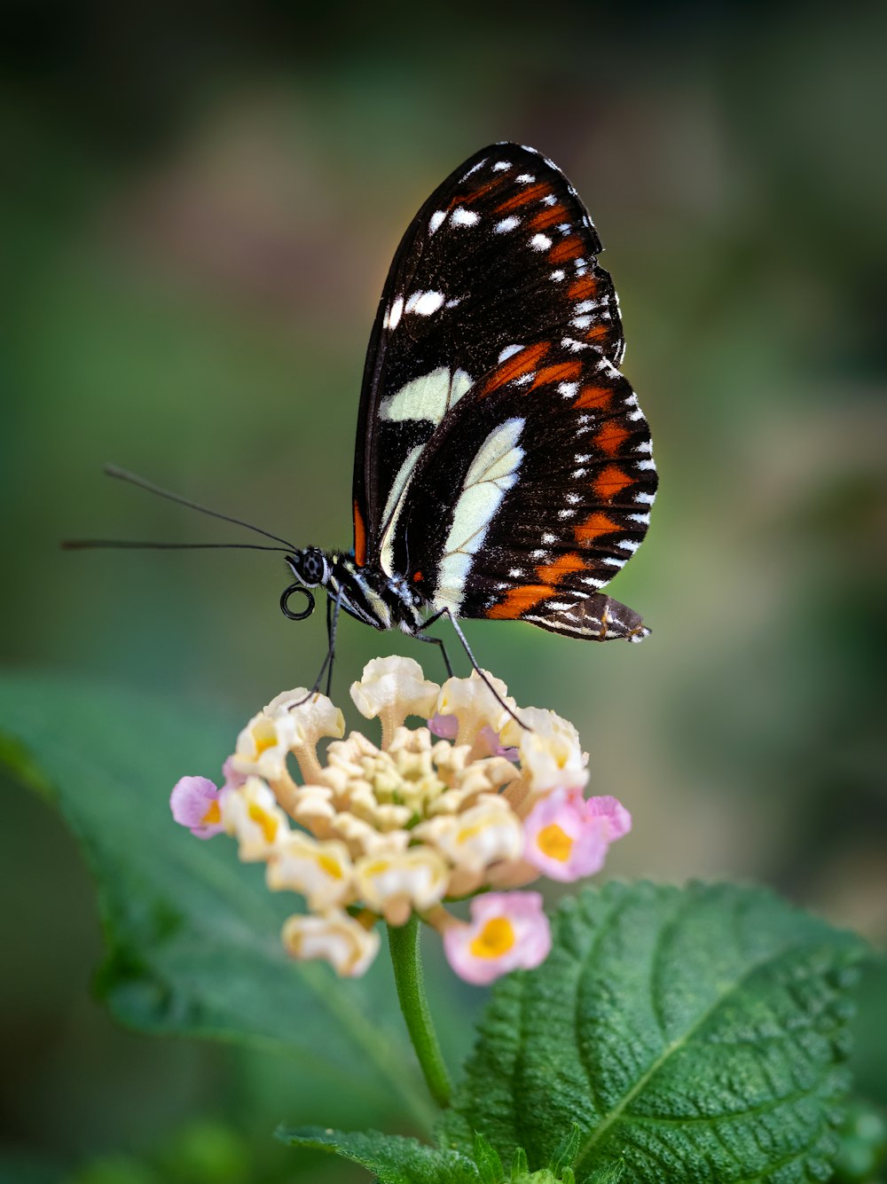 uma borboleta sentada em cima de uma flor