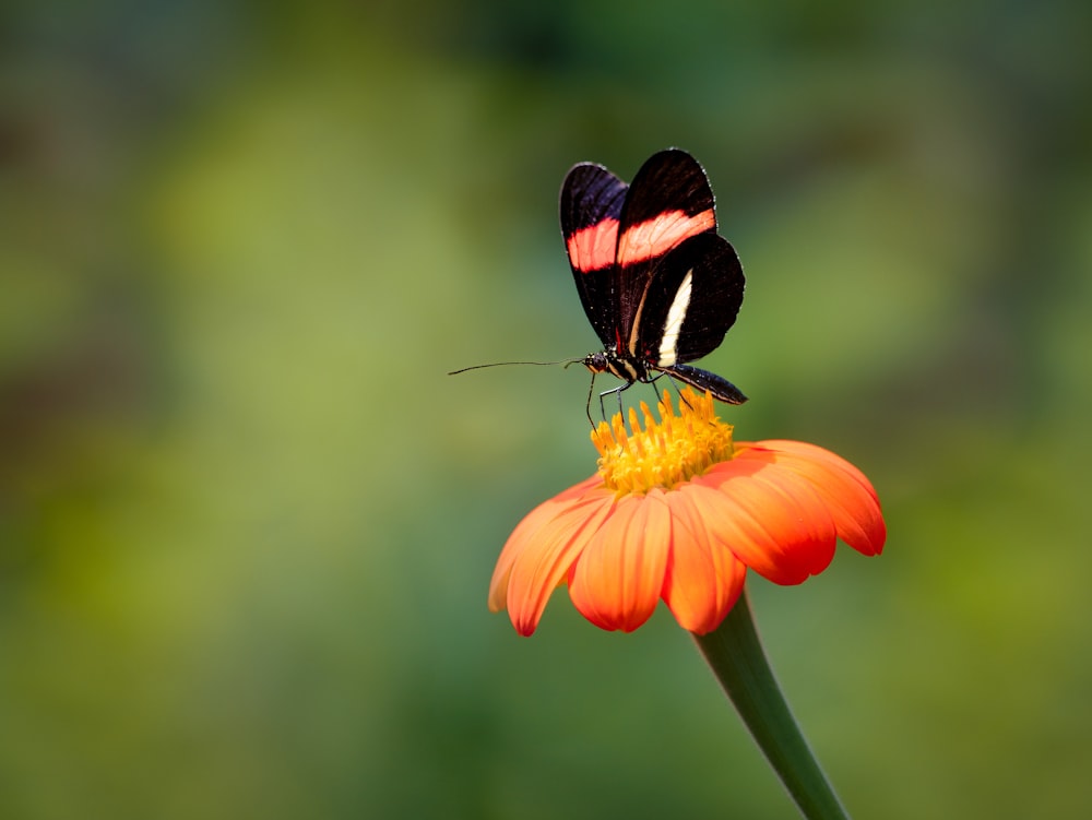 a butterfly sitting on top of an orange flower