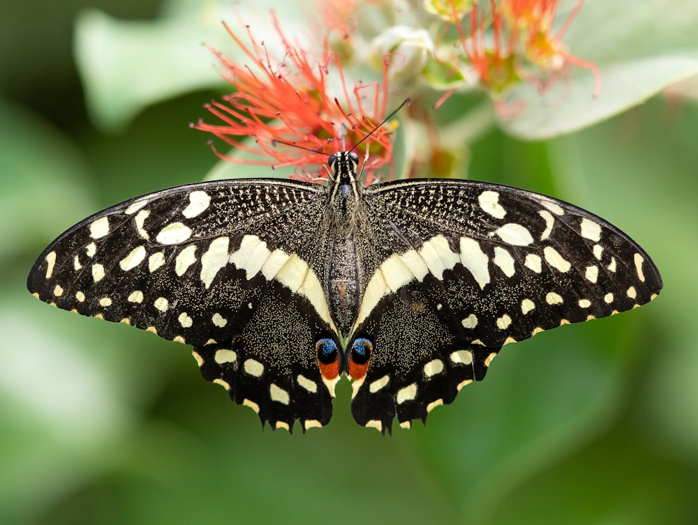 a black and white butterfly sitting on a flower