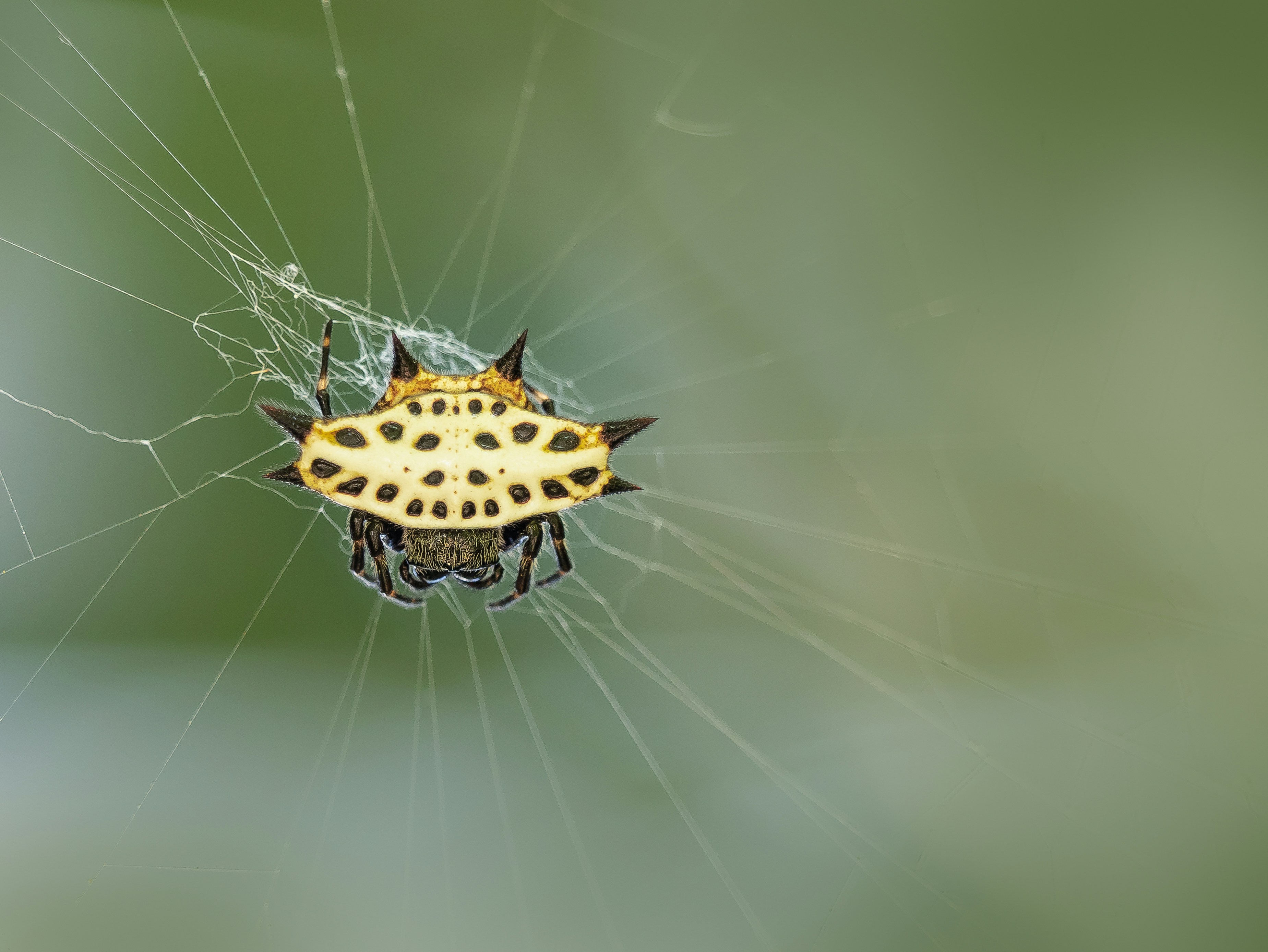 a yellow and black spider sitting on its web