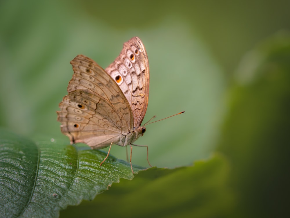 a brown butterfly sitting on top of a green leaf