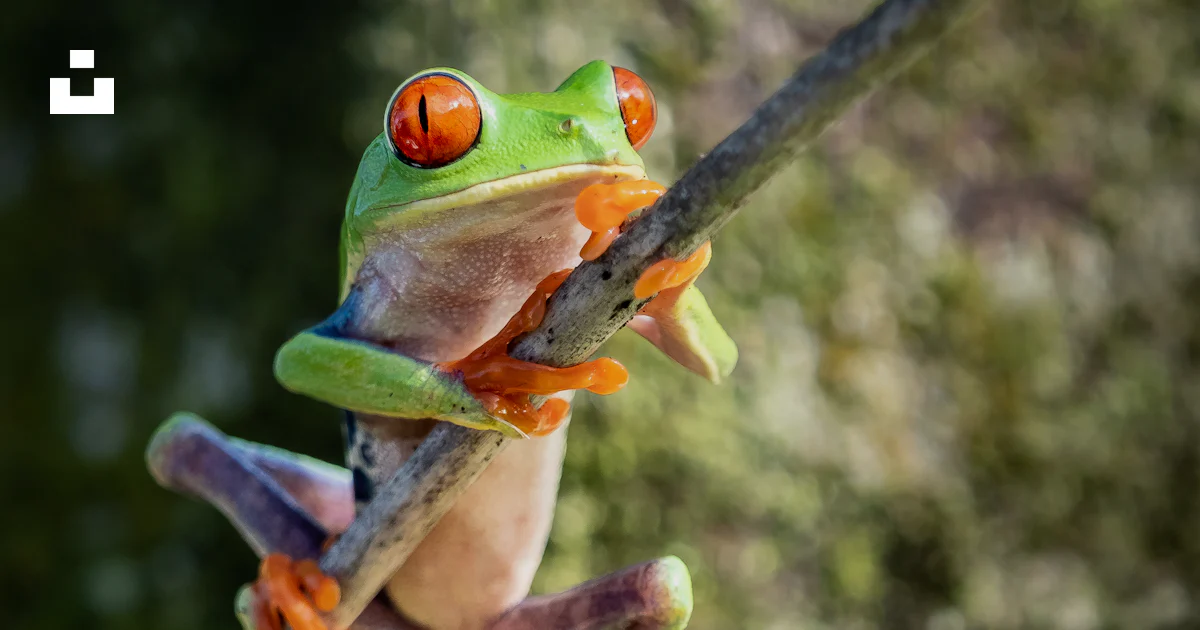 Rama Rana Foto Una rana sentada en lo alto de la rama de un árbol – Imagen Fauna ...