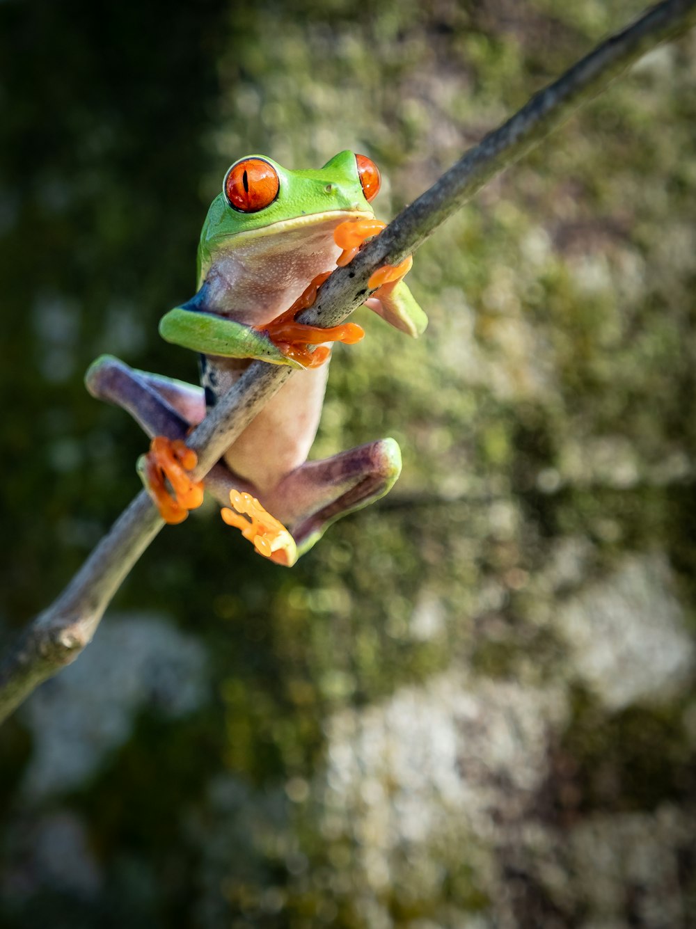 a frog sitting on top of a tree branch
