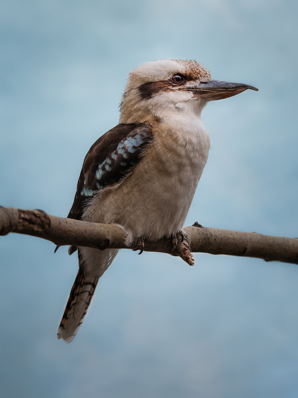 a bird sitting on a branch with a sky background