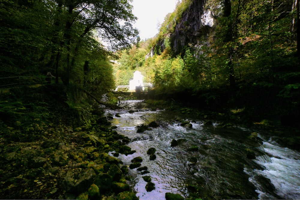 a river running through a lush green forest