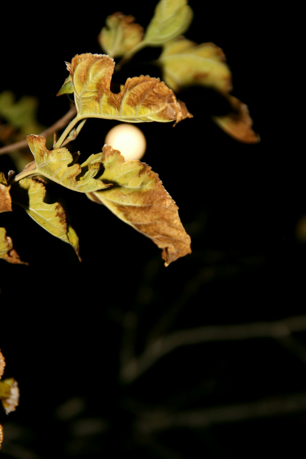 a close up of a leaf on a tree