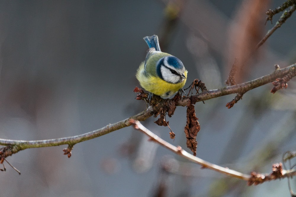 a blue and yellow bird sitting on top of a tree branch