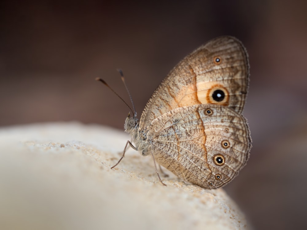 a close up of a butterfly on a rock
