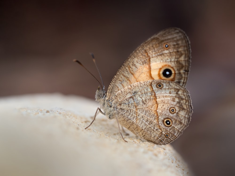 gros plan d’un papillon sur un rocher