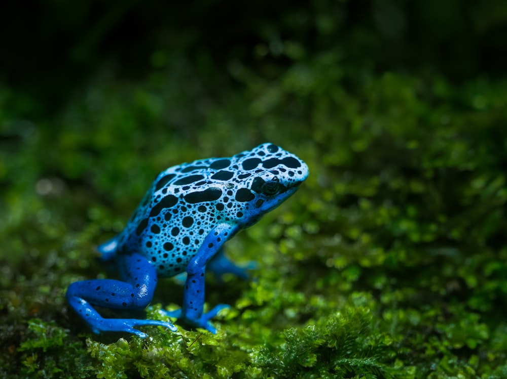 a blue and black frog sitting on top of a lush green field