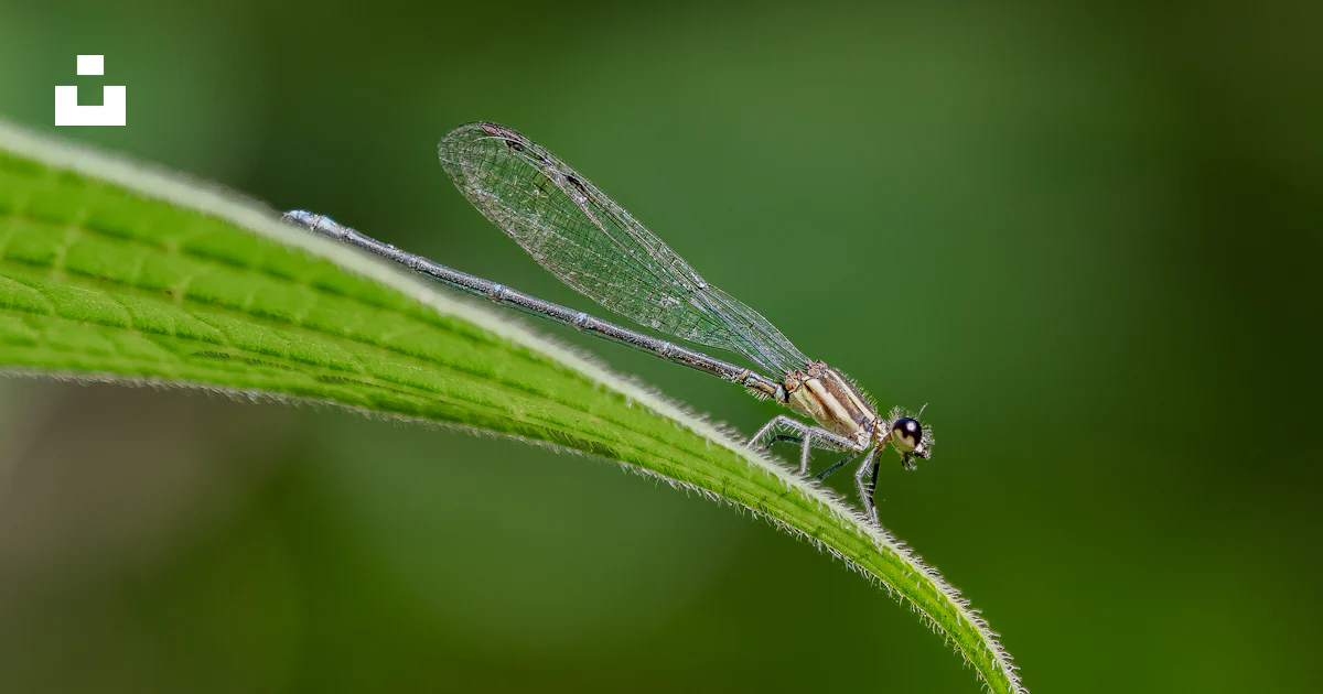 Clear Small Insect A close up of a small insect on a leaf photo – Free Insect Image on ...