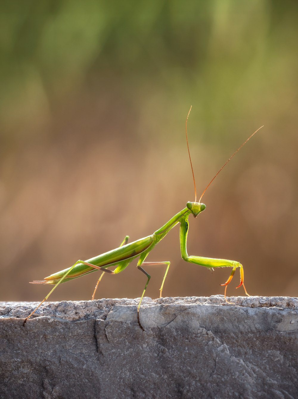 a green praying mantissa sitting on top of a stone wall