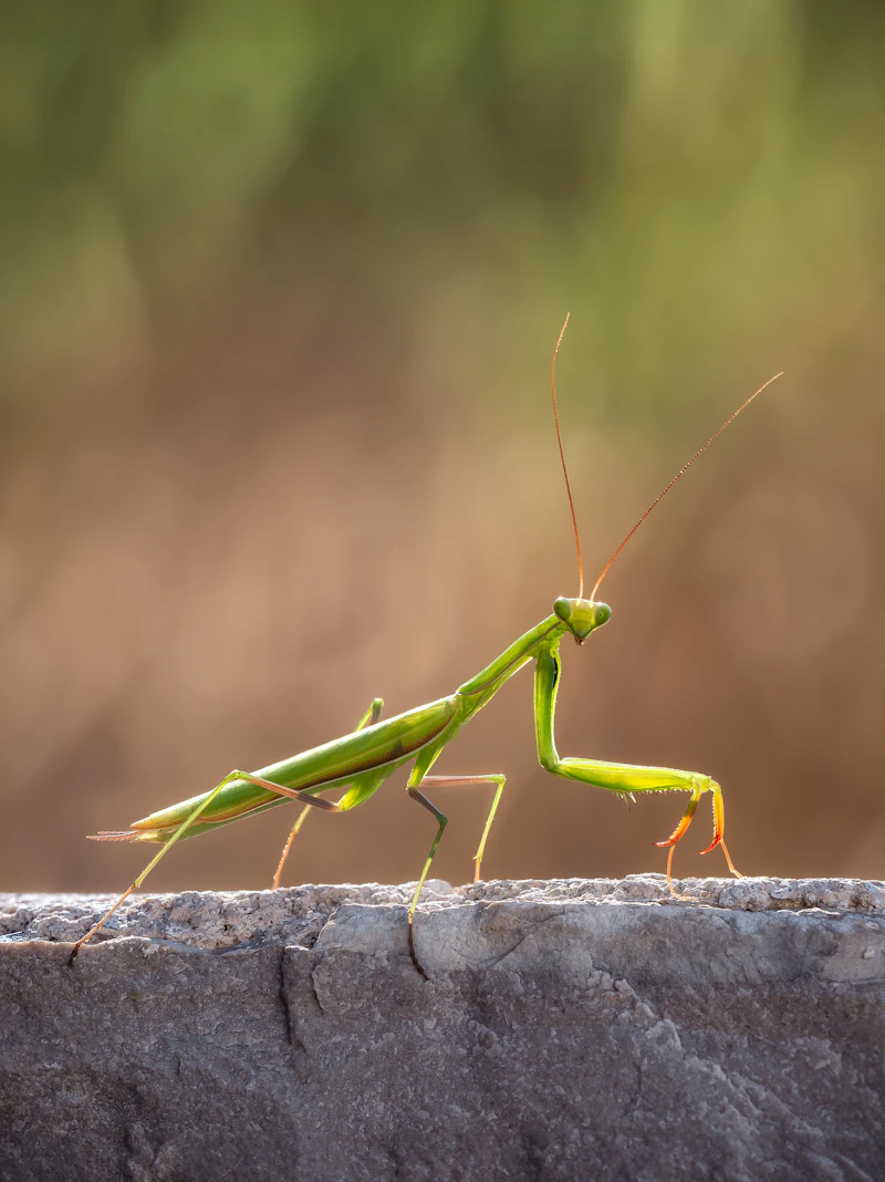 Praying Mantis (Mantodea)