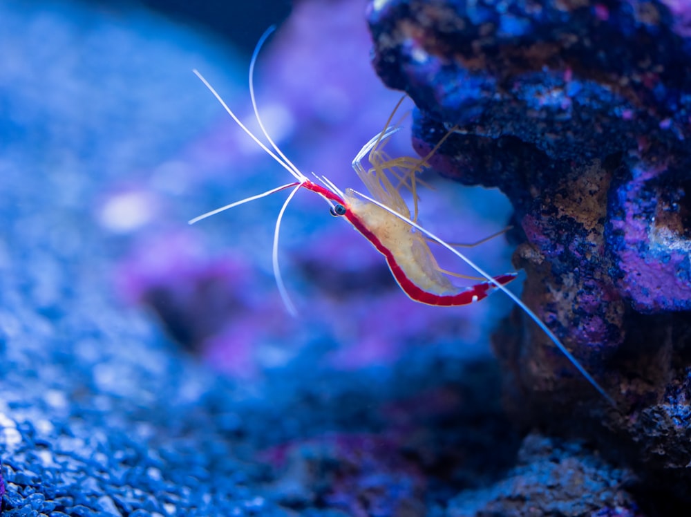 a close up of a fish on a coral