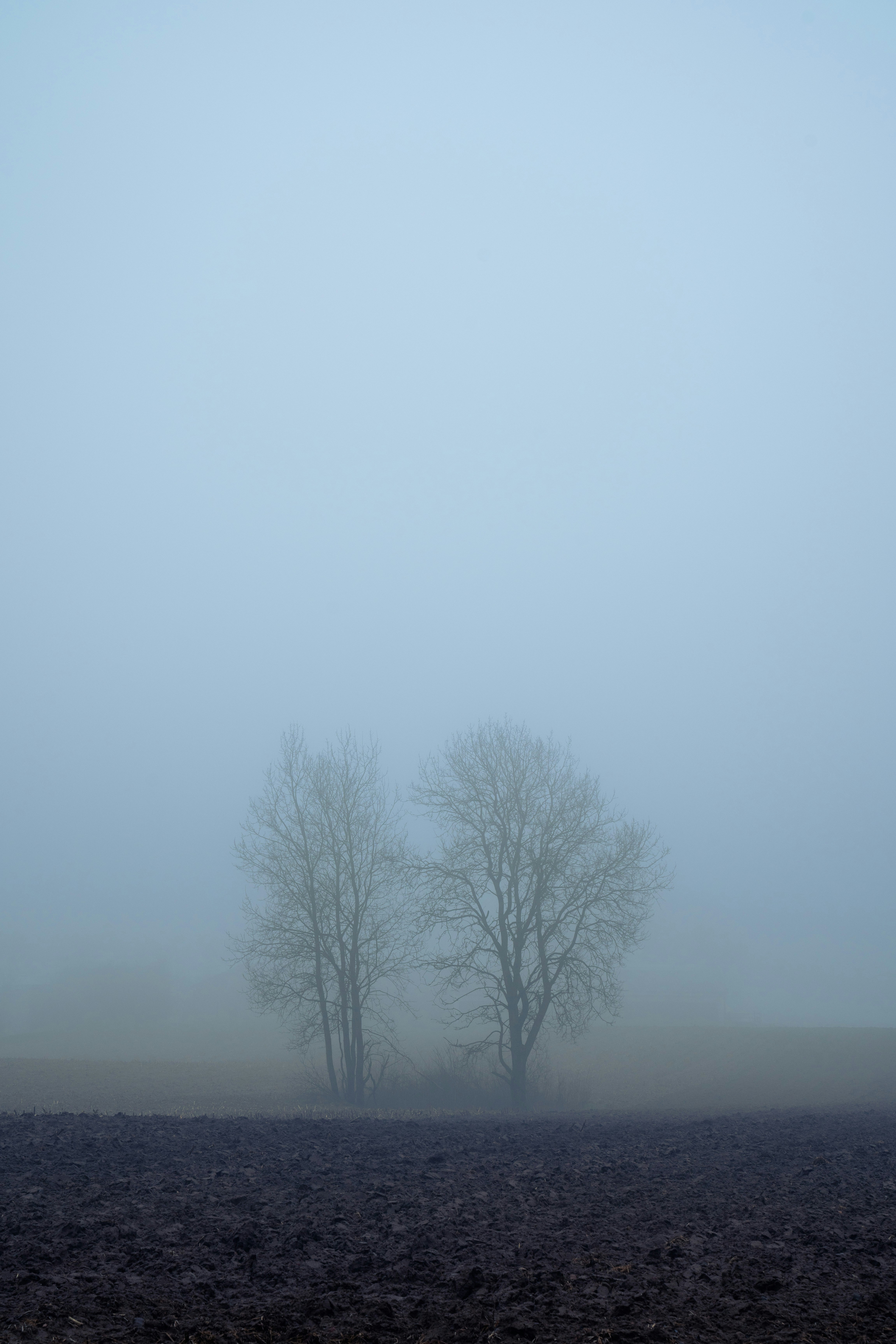 a foggy field with three trees in the distance
