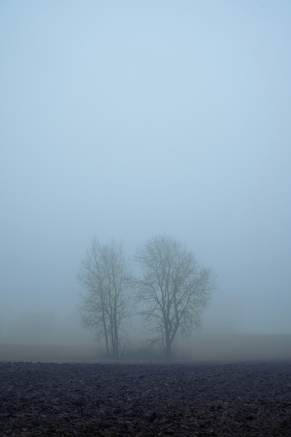 a foggy field with three trees in the distance