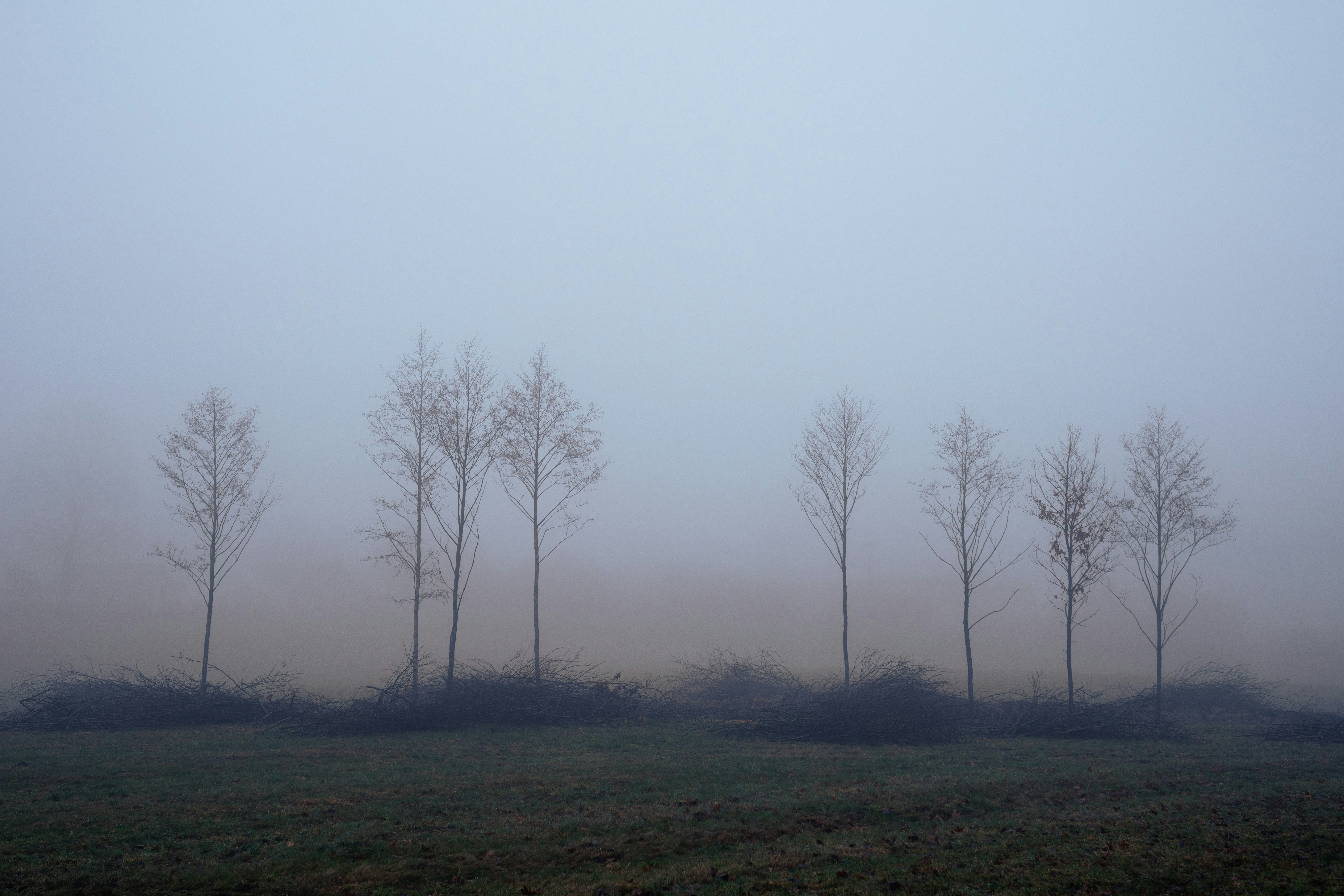 a foggy field with trees in the distance