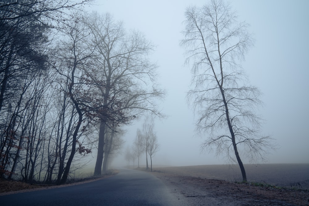 a road in the middle of a foggy forest
