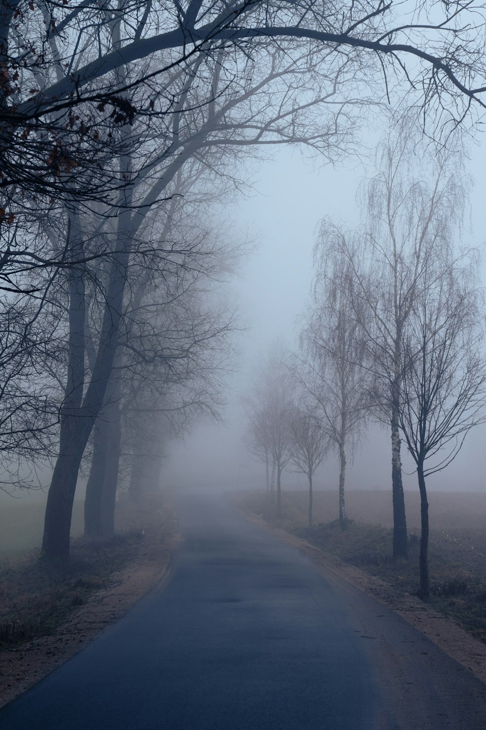 a foggy road with trees on both sides