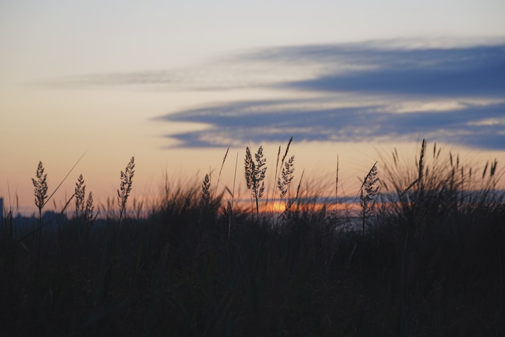 un champ avec des herbes hautes et un coucher de soleil en arrière-plan