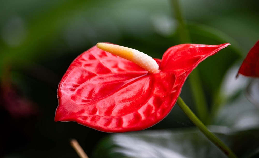 a close up of a red flower with green leaves