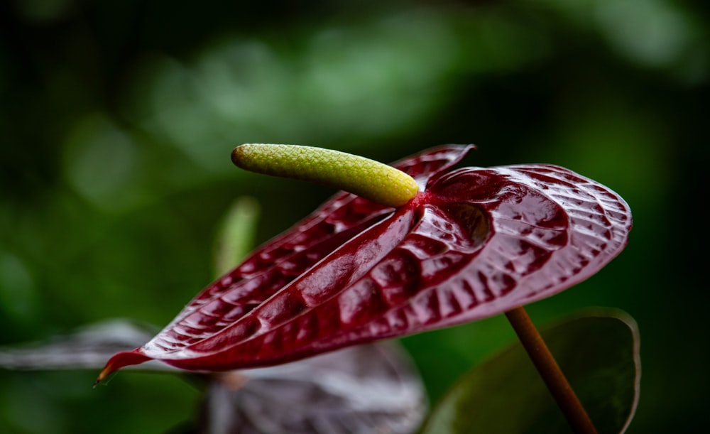 a close up of a red flower with a green stem