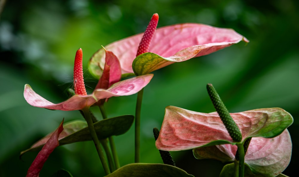 a close up of a pink flower with green leaves in the background