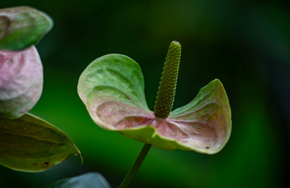 a close up of a flower with a blurry background