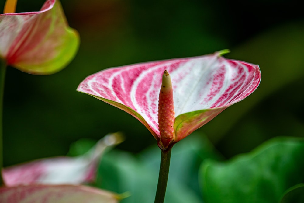 a close up of a pink and white flower