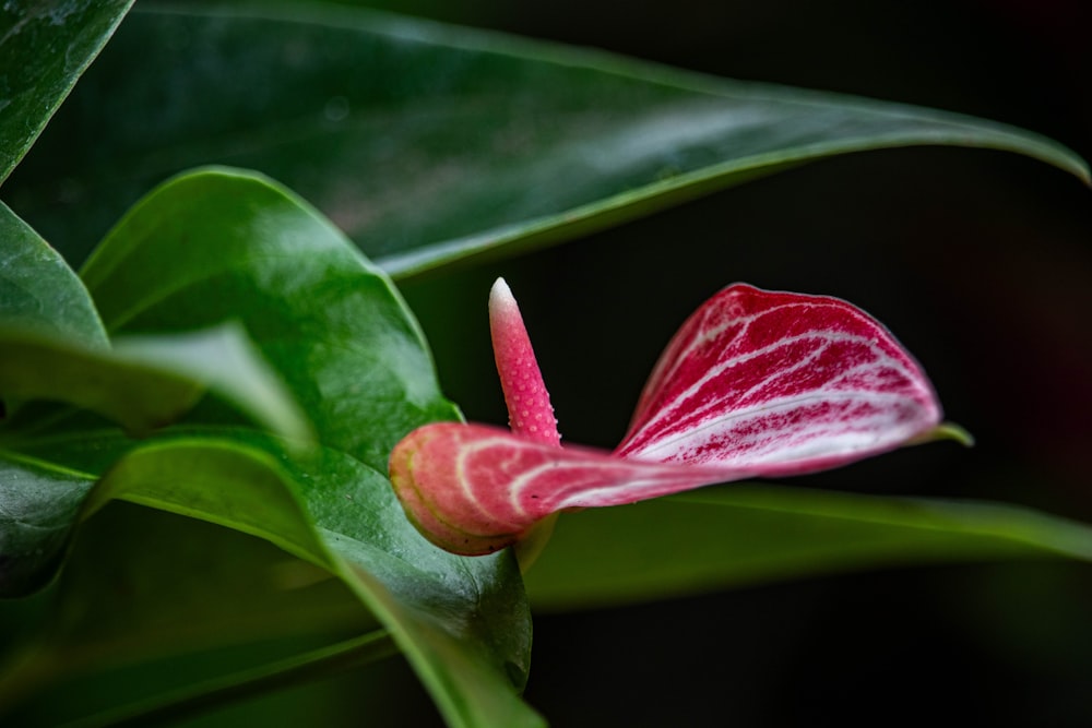 a red and white flower on a green leaf