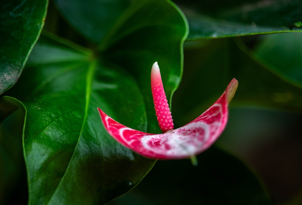 a red and white flower with green leaves in the background