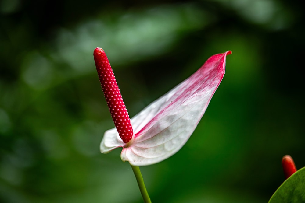 a close up of a flower with a blurry background