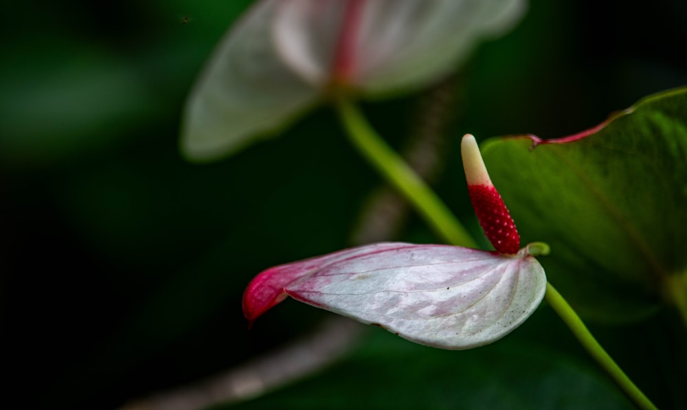 a close up of a flower on a plant