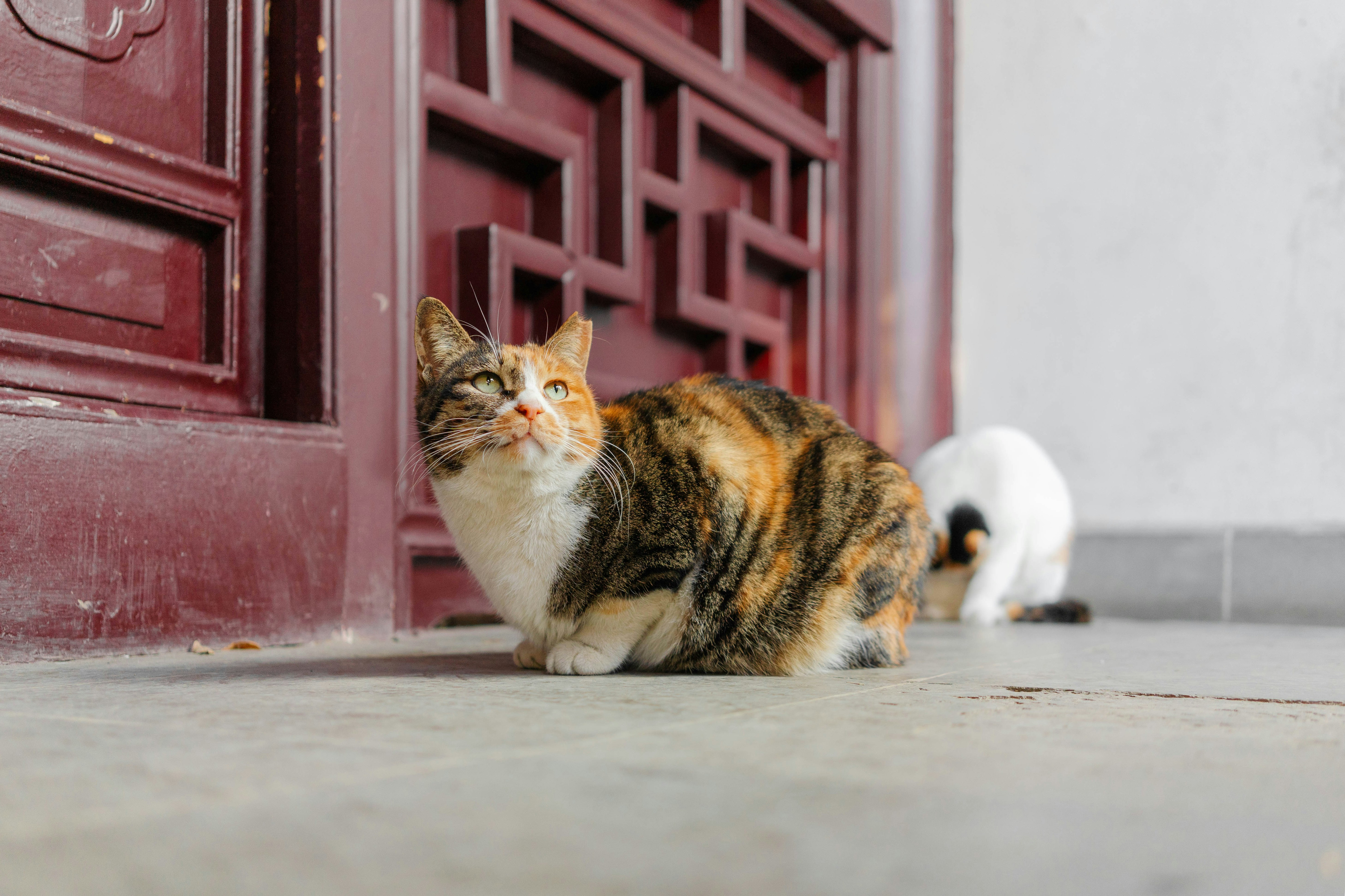 China's Lucky Cats: Symbols of Prosperity and Protection (image credits: unsplash)