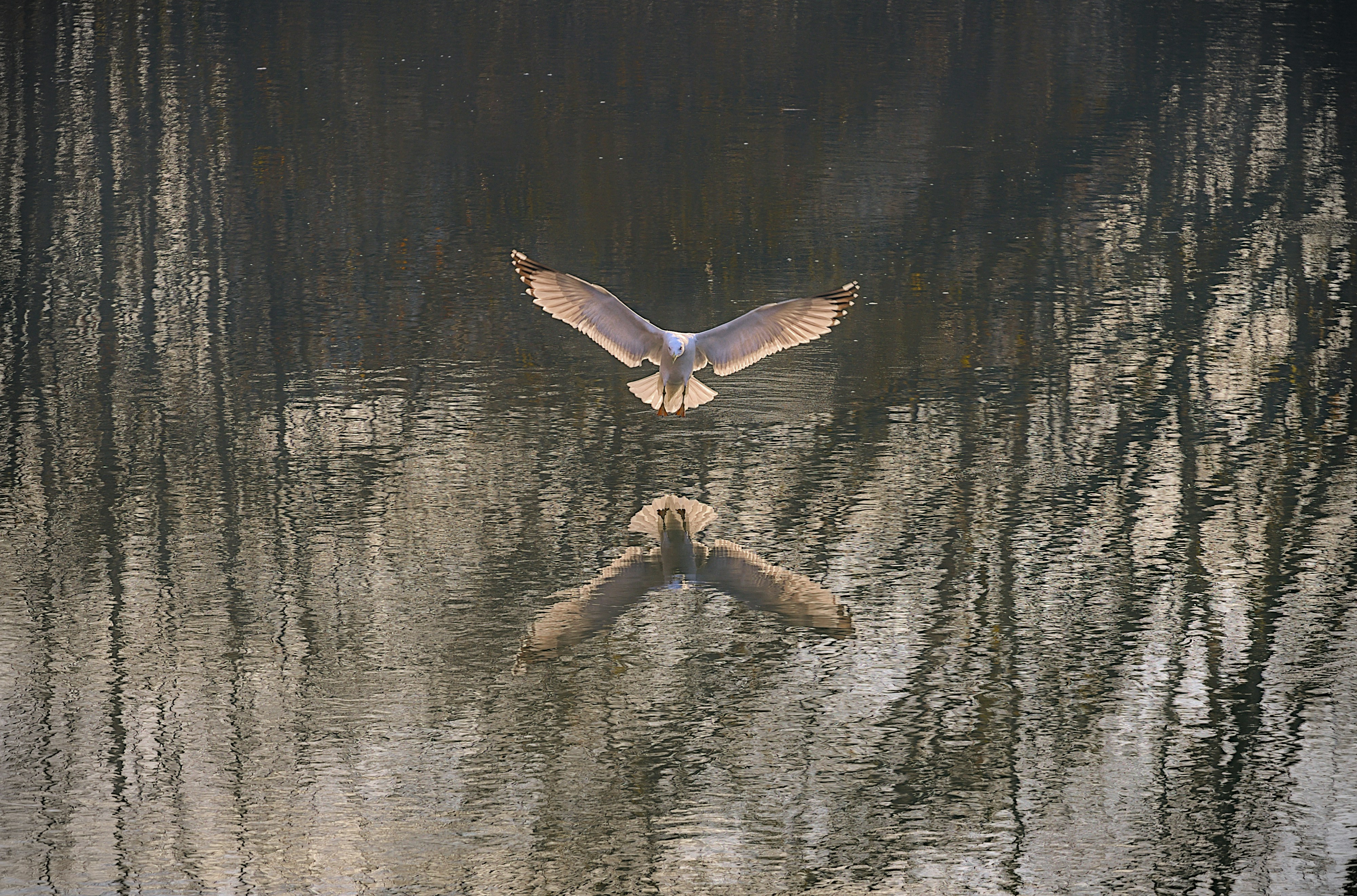 photo-1704114669047-a530640dc405?ixid=M3wxMjA3fDB8MXxzZWFyY2h8MTZ8fGRvJUM0JTlGYW4lMjB1JUMzJUE3YXJ8ZW58MHx8fHwxNzYxNjY1NDkzfDA\u0026ixlib=rb-4.1.0