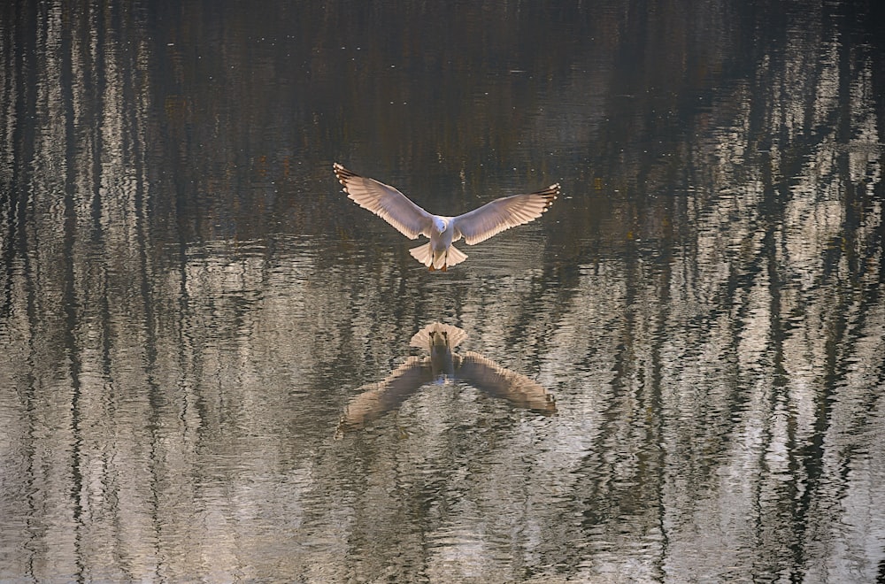 a bird flying over a body of water