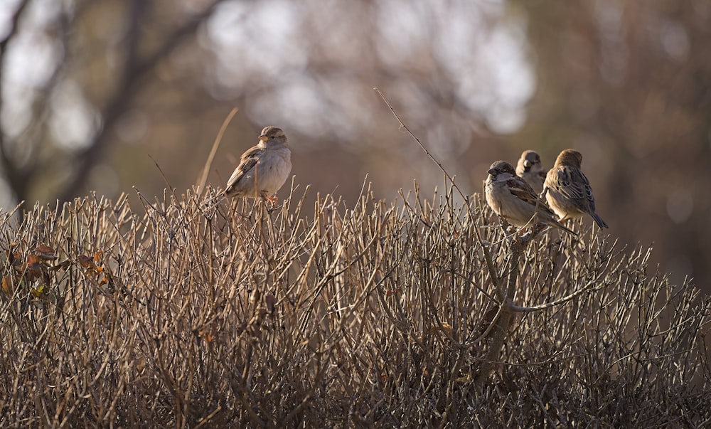 a group of birds sitting on top of a dry grass field
