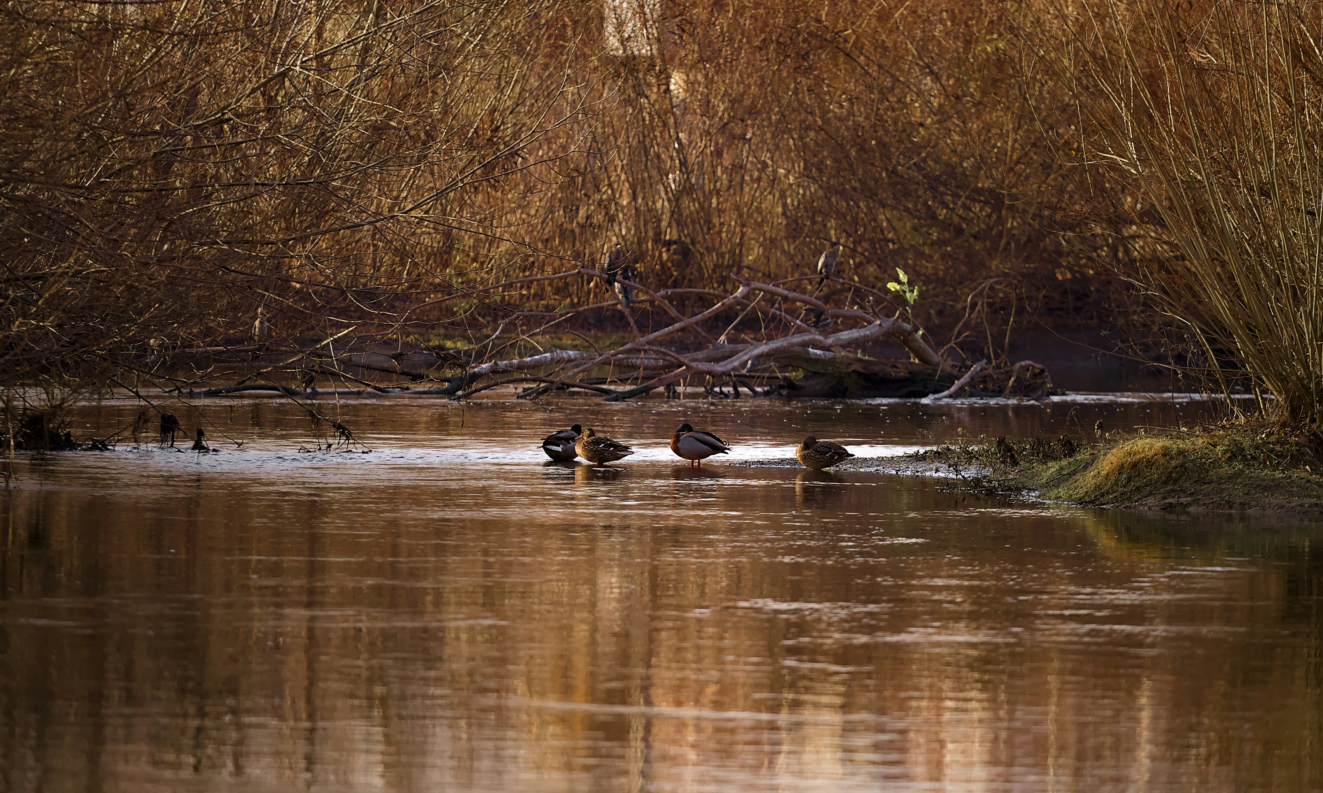 Photo by blooddrainer