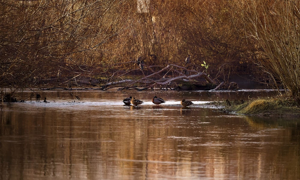 a group of ducks floating on top of a river