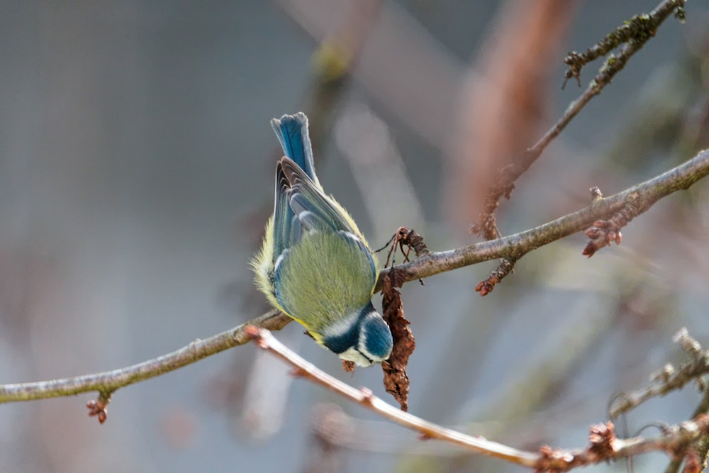 a blue and green bird sitting on a tree branch