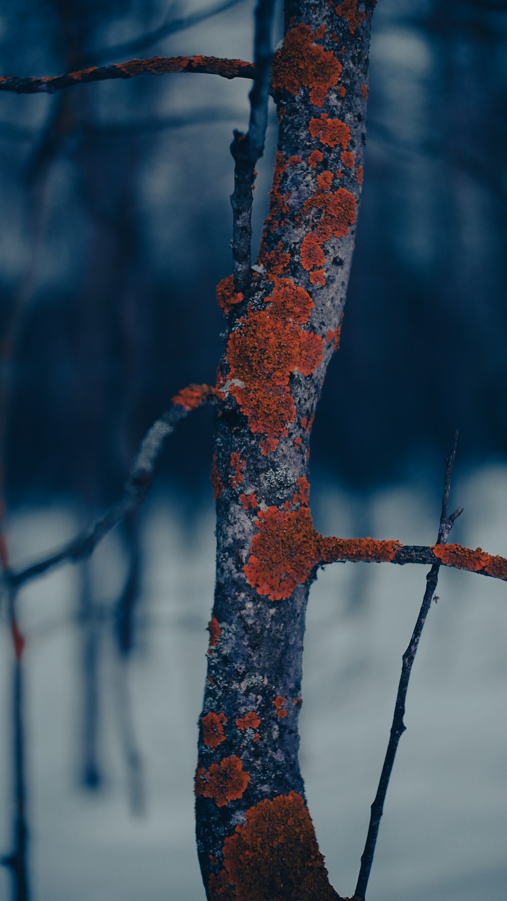 a tree with red moss growing on it
