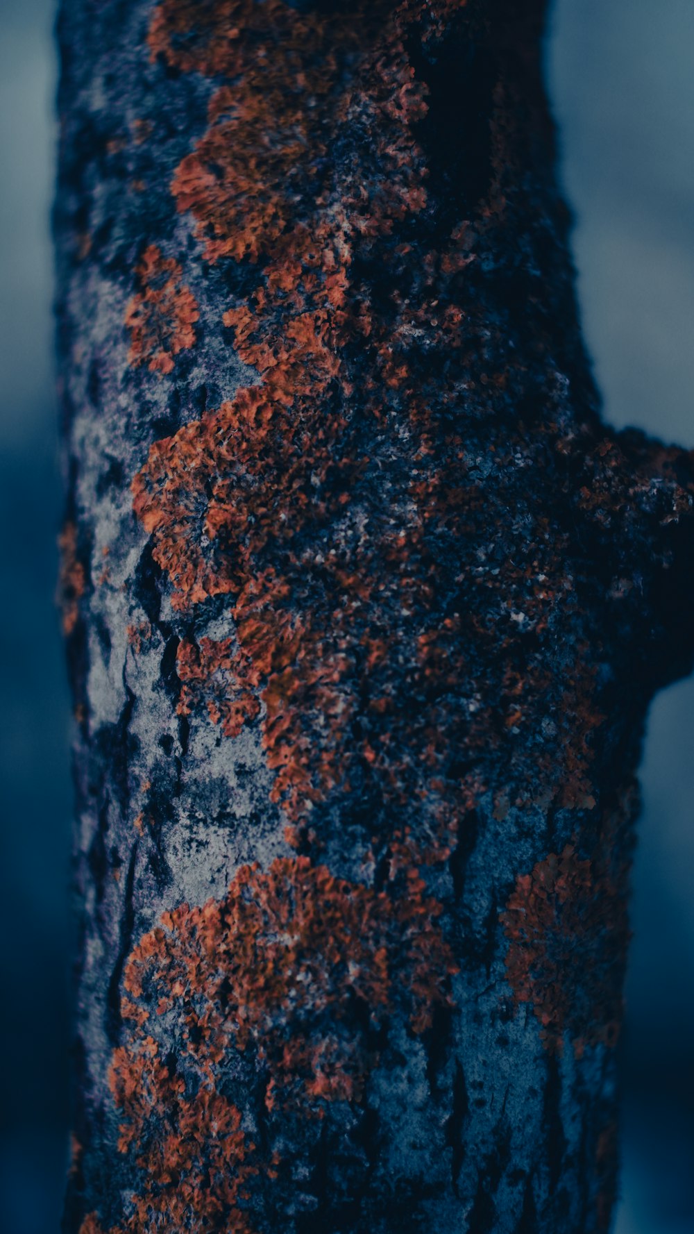 a close up of the bark of a tree