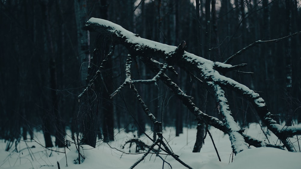 a snow covered tree branch in a snowy forest