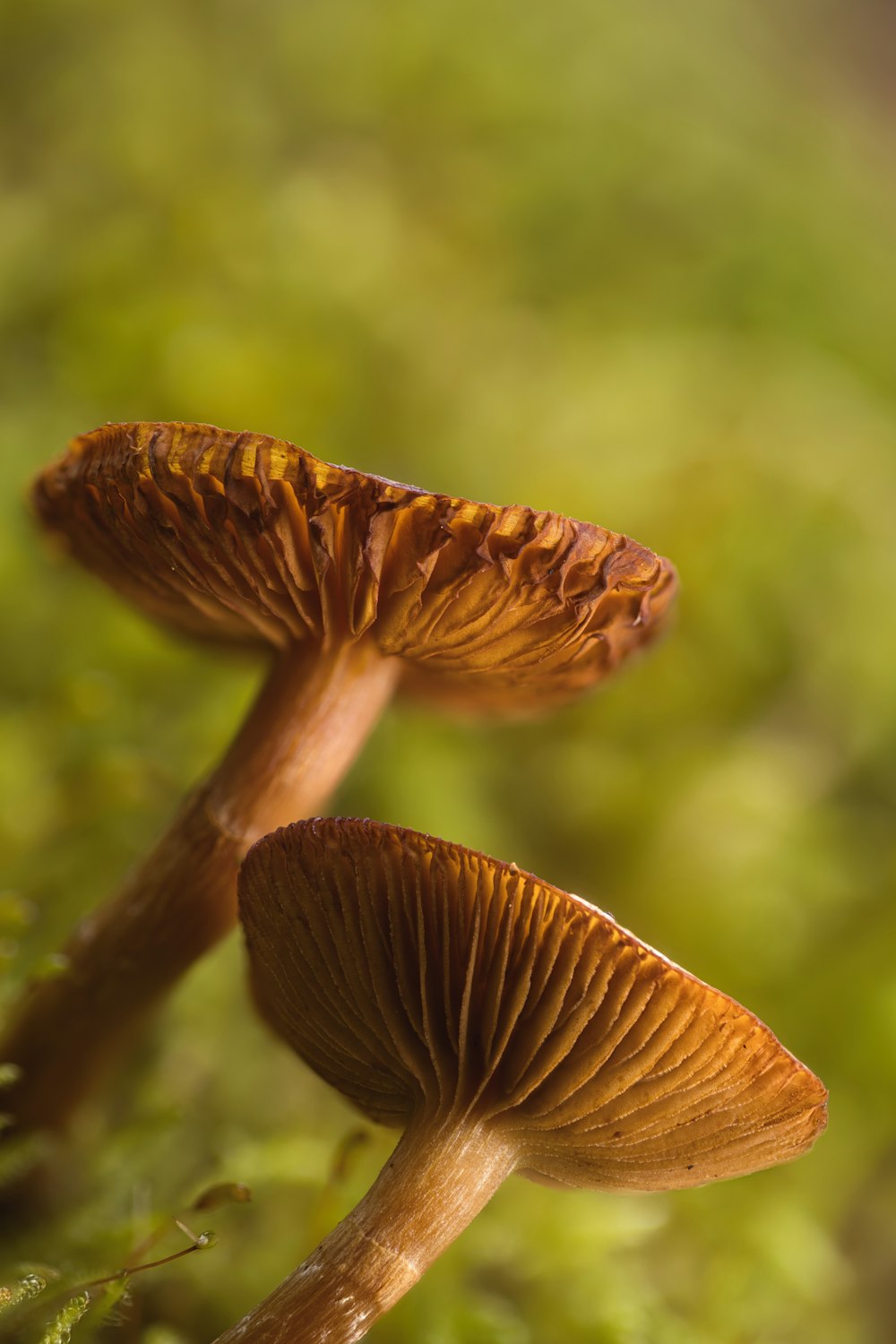 um par de cogumelos sentados no topo de um campo verde exuberante