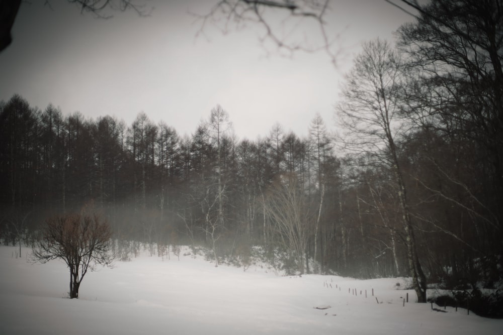 a snow covered field with trees in the background