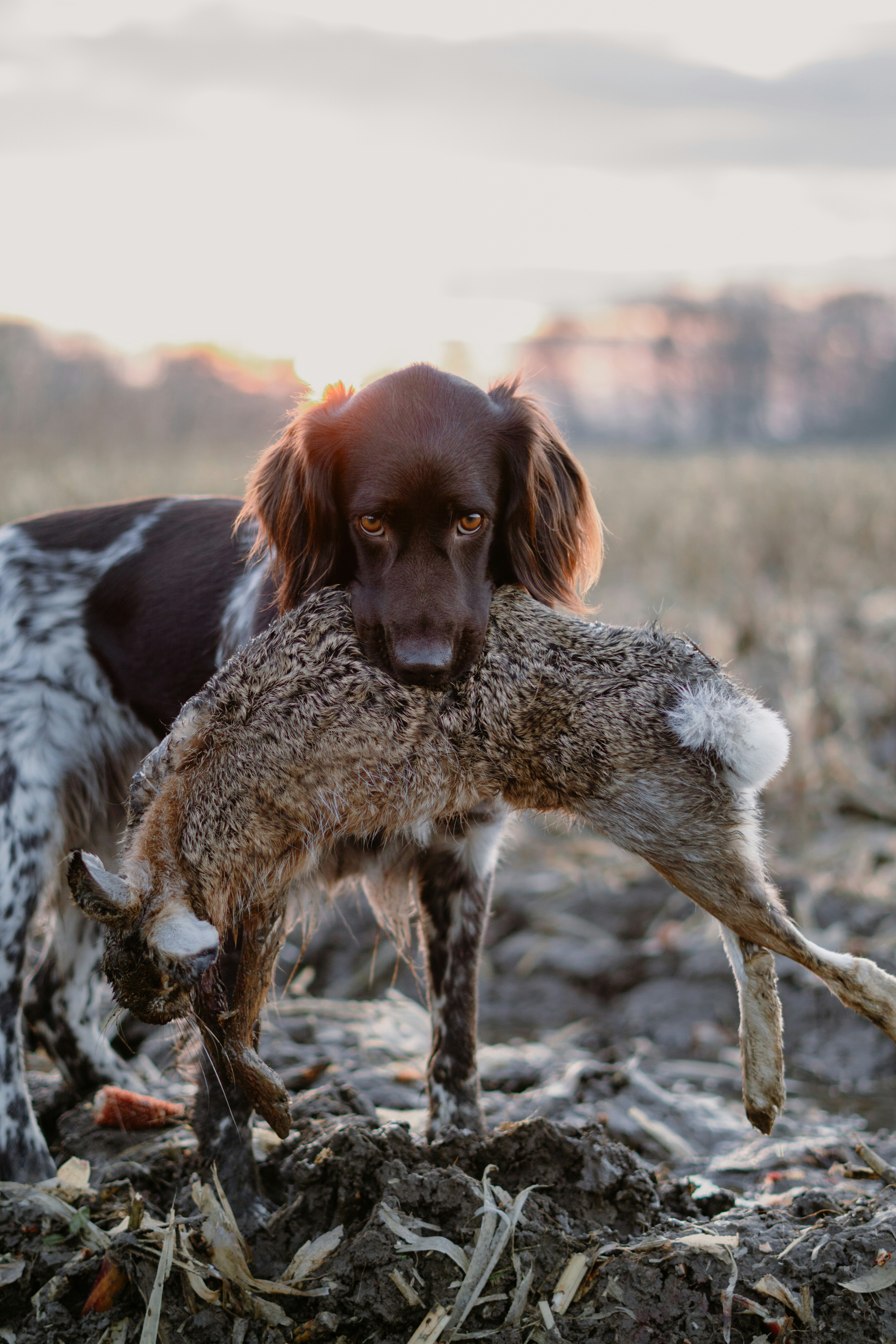 A hunting dog stands in a field with a rabbit in its mouth.
